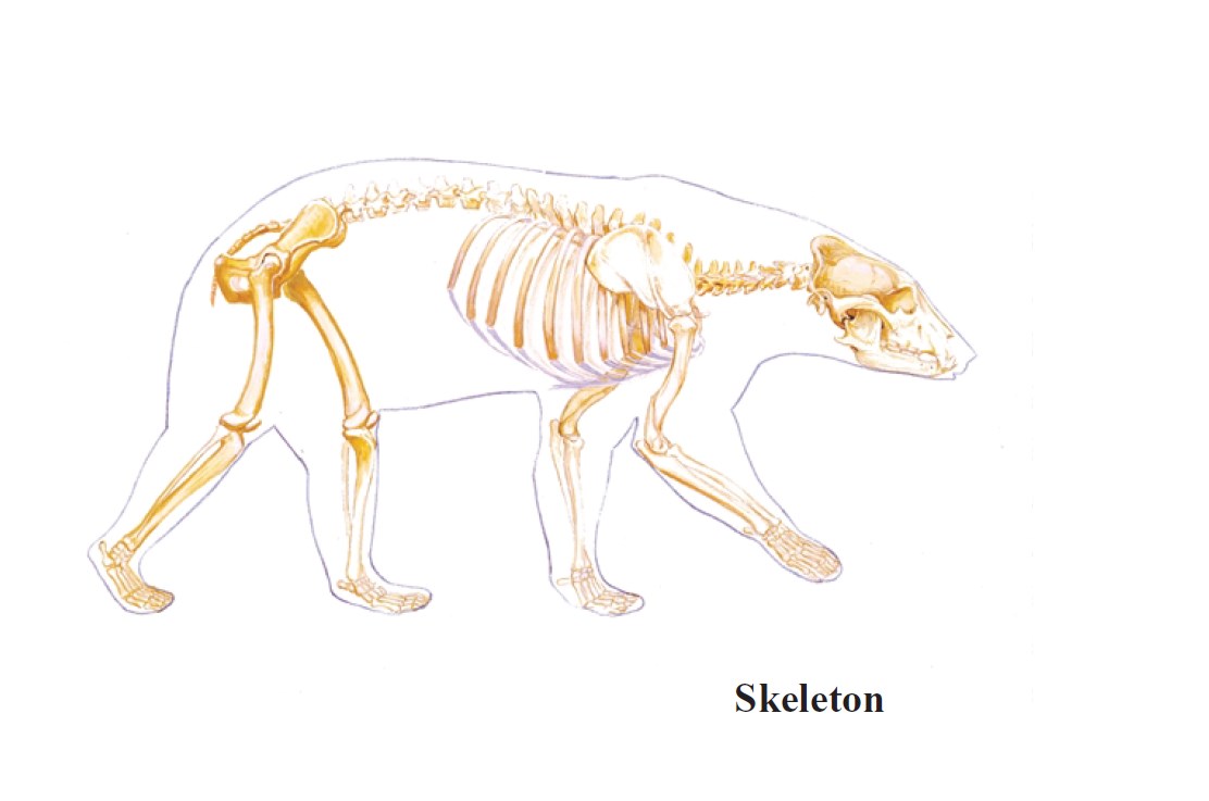 Скелет медведя рисунок